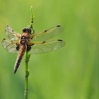 Four Spotted Chaser 9 